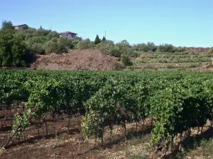 Etna wines - vines and terraces