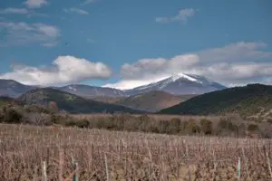 ©Thymiopoulos Terroir