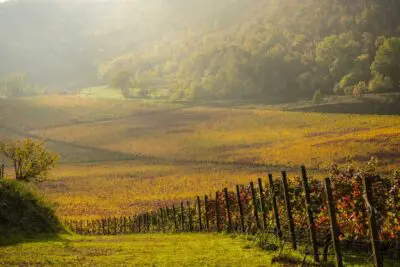 Oratorio vineyard, autumn
