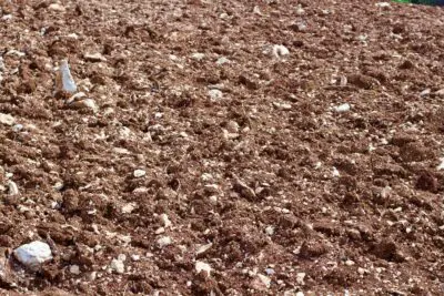 Terra Rosa Soil