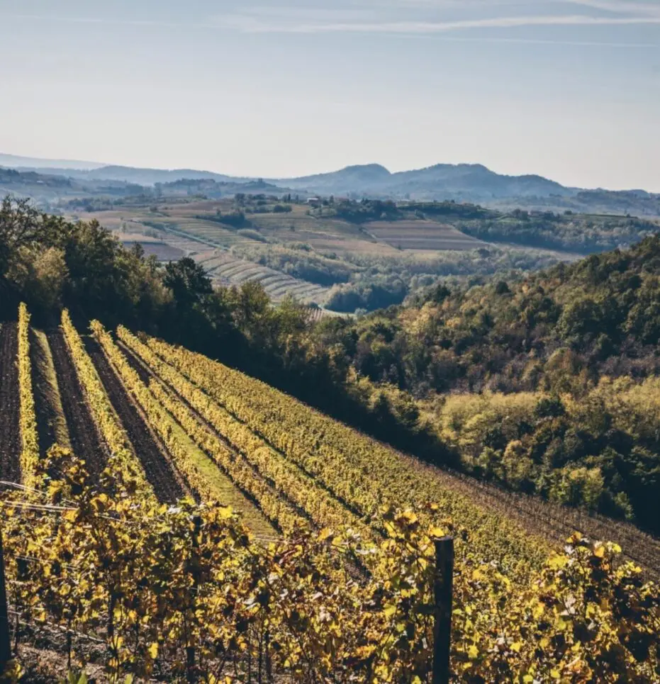 Tenuta Stella Supernova