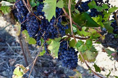 Sagrantino grapes ready to harvest