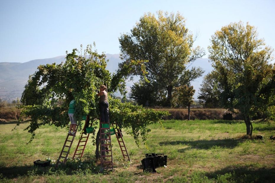 Harvesting Trebbiano Spoletino, growing up trees at Tabarrini