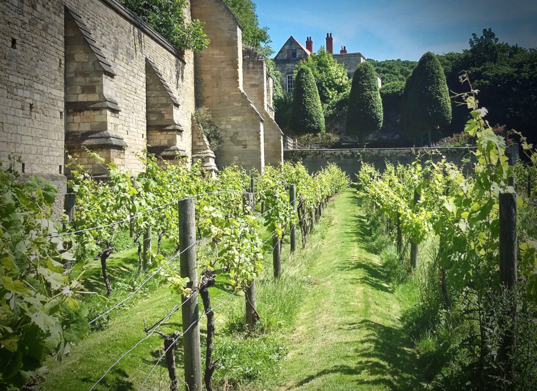 Lincolnshire - Medieval Bishop's Palace Vineyard - © Stuart Frost, used with permission