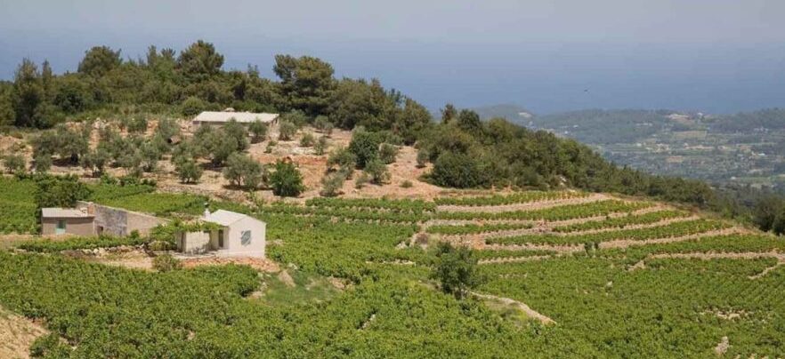 Samos vineyards at UWC