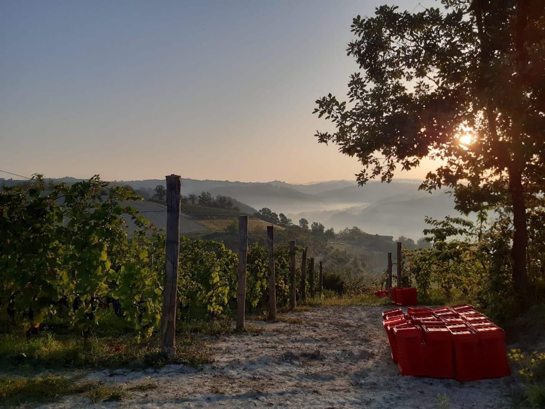 Borgo Maragliano vineyards dawn